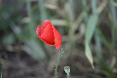 Close-up of red rose flower