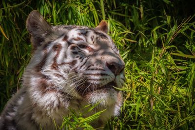 Close-up of tiger on grass