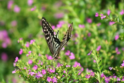 Butterfly pollinating on flower