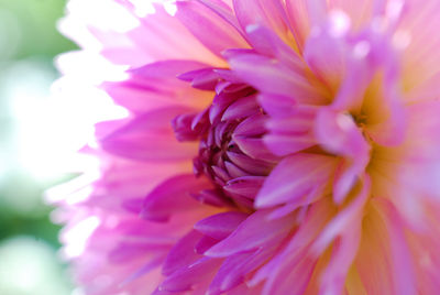 Close-up of pink flower