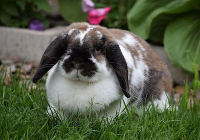 Close-up of a rabbit on field