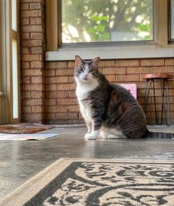 Portrait of cat sitting on window