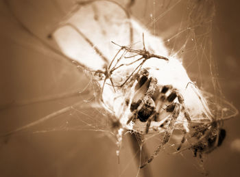 Close-up of spider on web