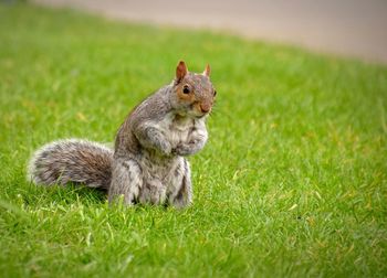 Close-up of squirrel on grass