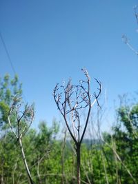 Low angle view of plant against clear blue sky