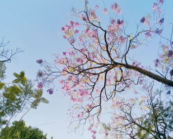 Low angle view of flower tree against sky