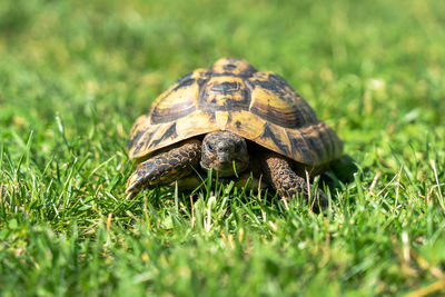 Close-up of a turtle on grass