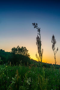 Plants growing on field against sky during sunset