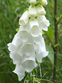 Close-up of white flowers blooming outdoors