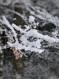 Close-up of frozen tree