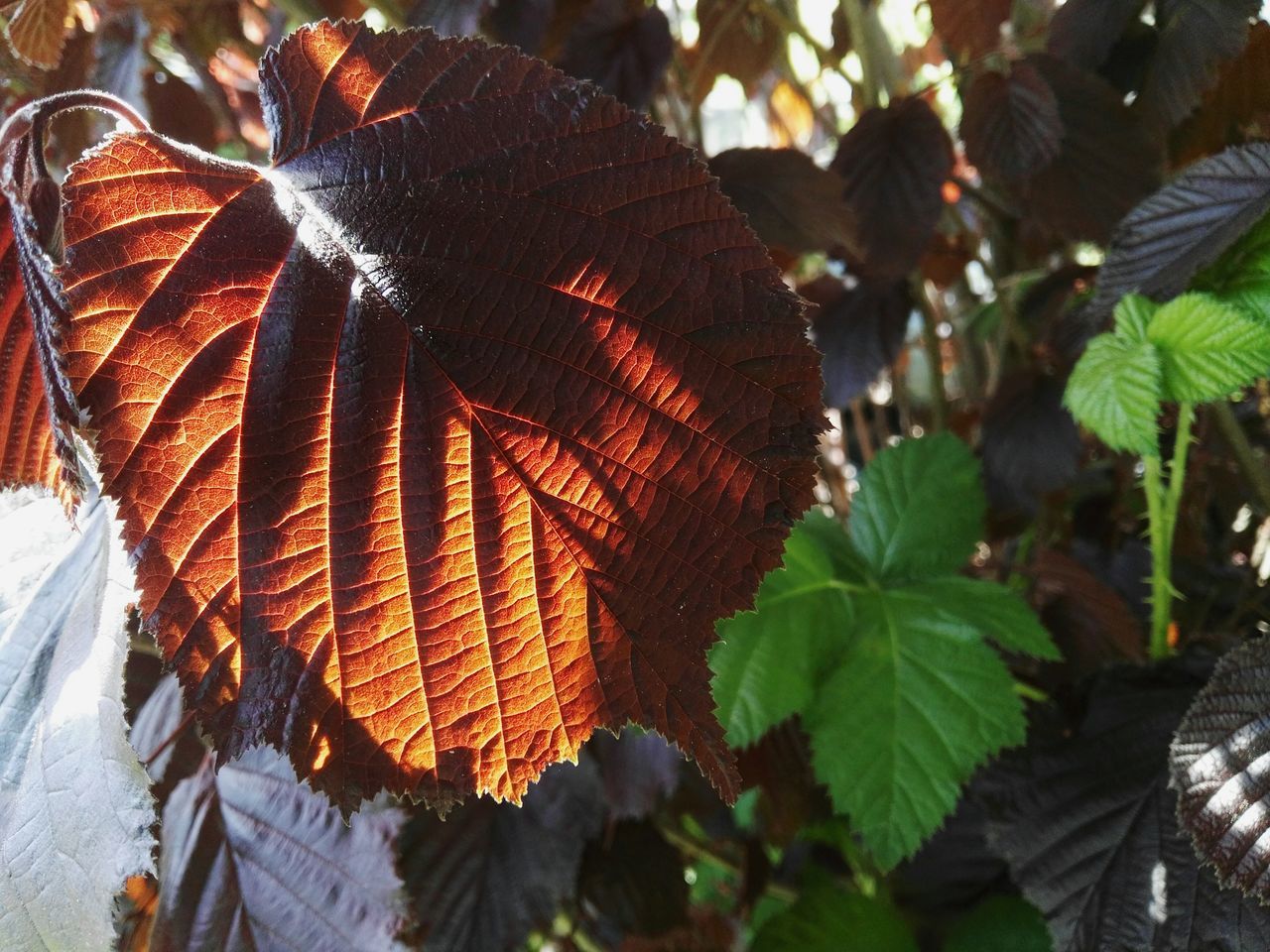 leaf, growth, day, outdoors, no people, nature, tree, plant, beauty in nature, close-up, fragility, freshness