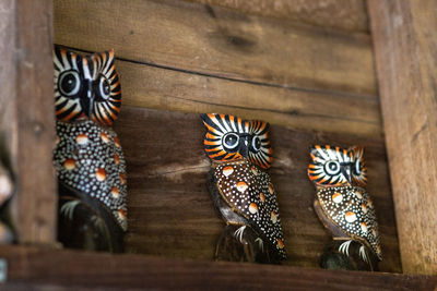 High angle view of butterfly on table