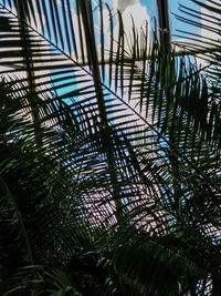 Low angle view of palm trees