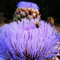 Close-up of honey bee on flower