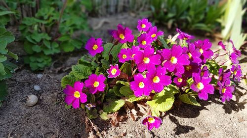 Close-up of flowers blooming outdoors