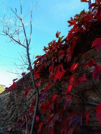 Low angle view of autumnal tree against sky