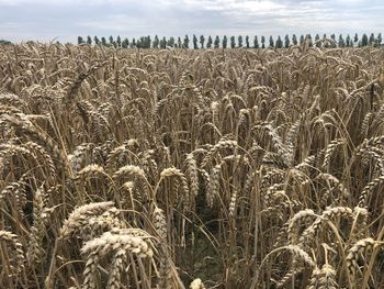 Scenic view of wheat field against sky