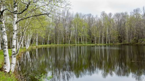 Scenic view of lake in forest