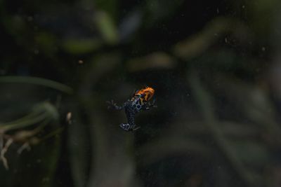 A friend in a zoo, delft, holland