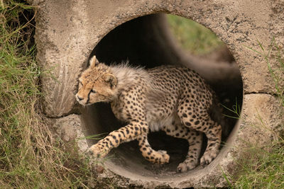 Cheetah cub jumping from pipe