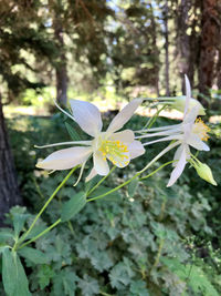 Close-up of white flowering plant