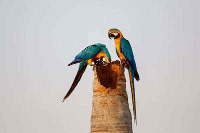 Low angle view of parrot perching against clear sky