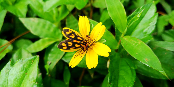 Close-up of butterfly pollinating on flower