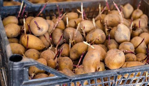 Germinating seed potatoes with roots in boxes. traditional agriculture. farming.