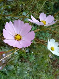 Close-up of purple cosmos flower on field