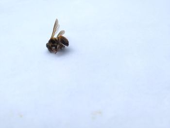 High angle view of bee on white background