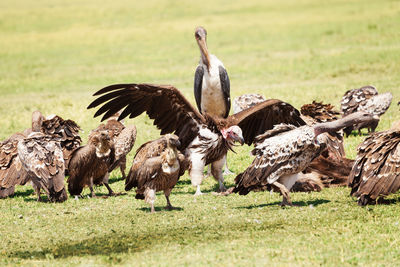 Flock of vultures perching on field