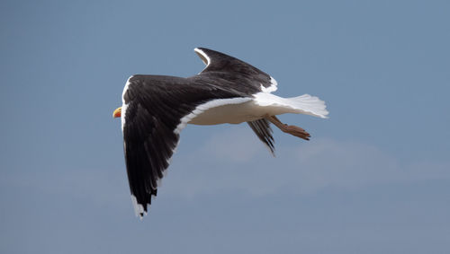 Low angle view of eagle flying in sky