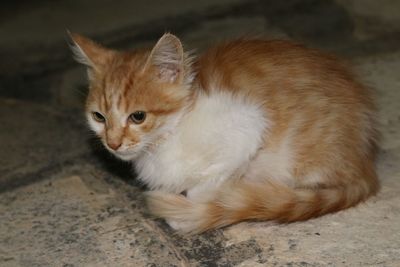 Portrait of ginger cat sitting on floor