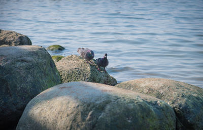 Birds perching on rock in sea