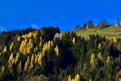 Scenic view of forest and farm against blue sky