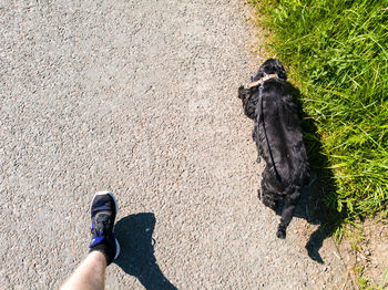 Low section of man walking with cocker spaniel on footpath