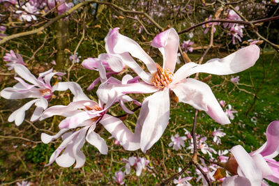 Close-up of white flowering plant on field