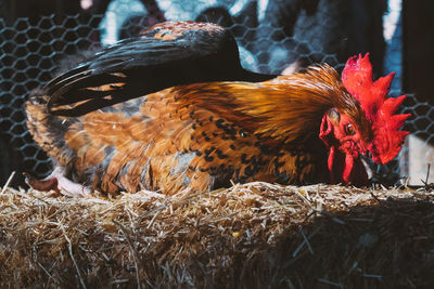 Close-up of rooster in nest