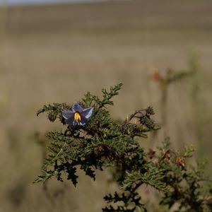 Close-up of butterfly on purple flowering plant