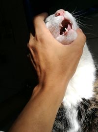 Close-up of hand holding cat at home