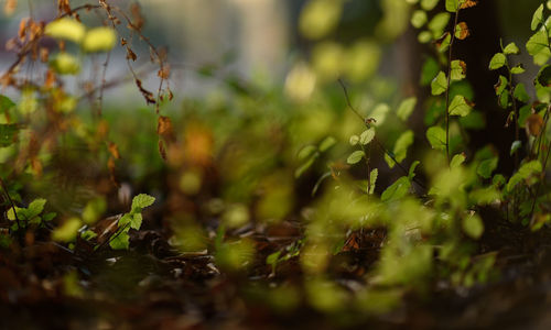 Close-up of plants growing on field