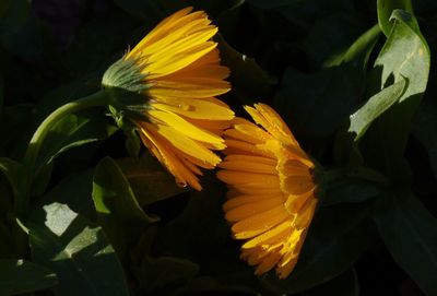 Close-up of yellow flower blooming outdoors