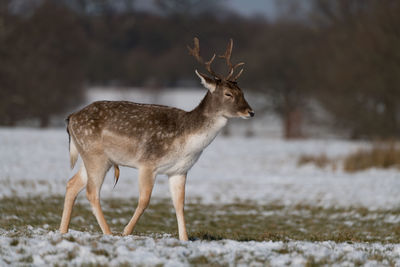 Deer standing on land during winter