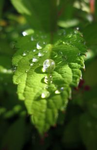 Macro shot of water drops on leaf