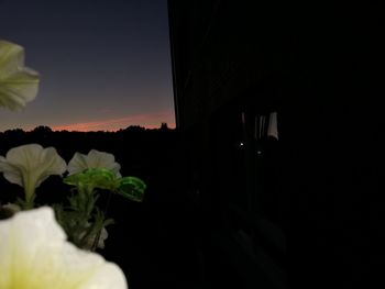 Close-up of potted plant against sky at night