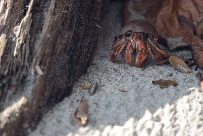 Close-up of insect on rock