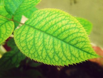 Close-up of green leaves