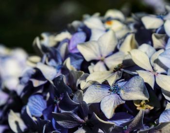 Close-up of purple flowering plant