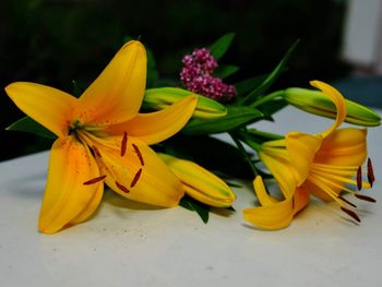 Close-up of yellow flowering plant