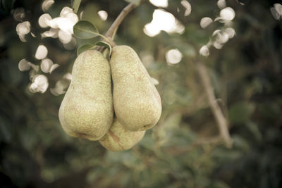 Close-up of pears on branch at field